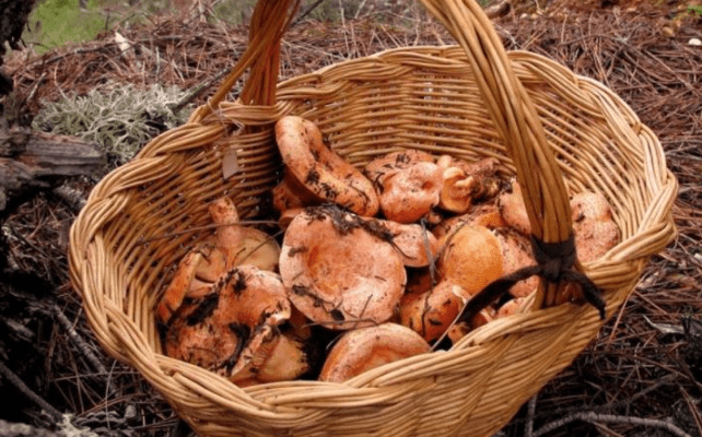 Els bolets, uns grans amics