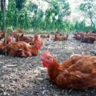 pollo ecológico del Montseny