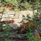 pollo ecológico del Montseny